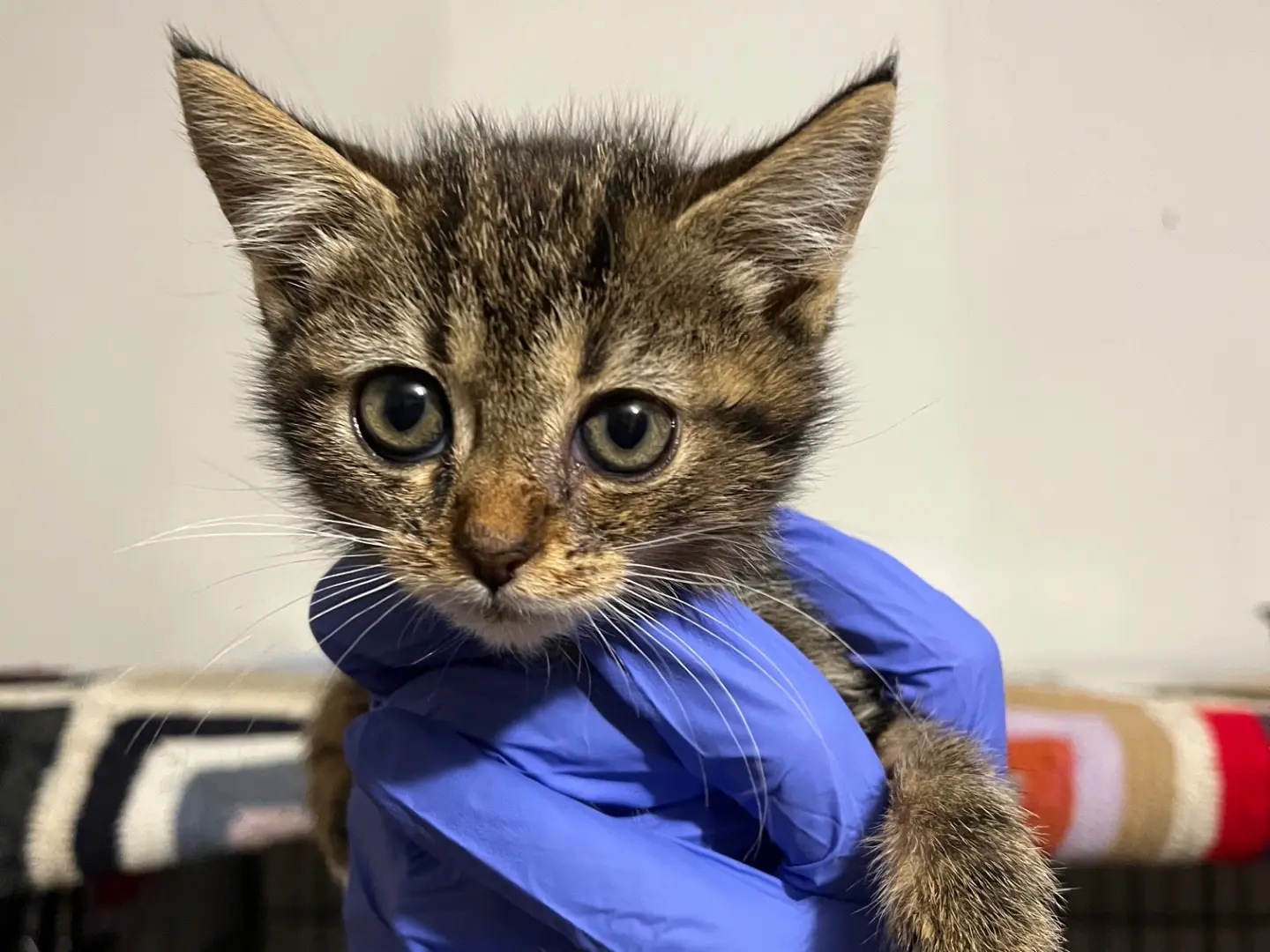 Adozione gatto, femmina, Razza sconosciuta Razza sconosciuta, 2 mesi, taglia non valida, Padova