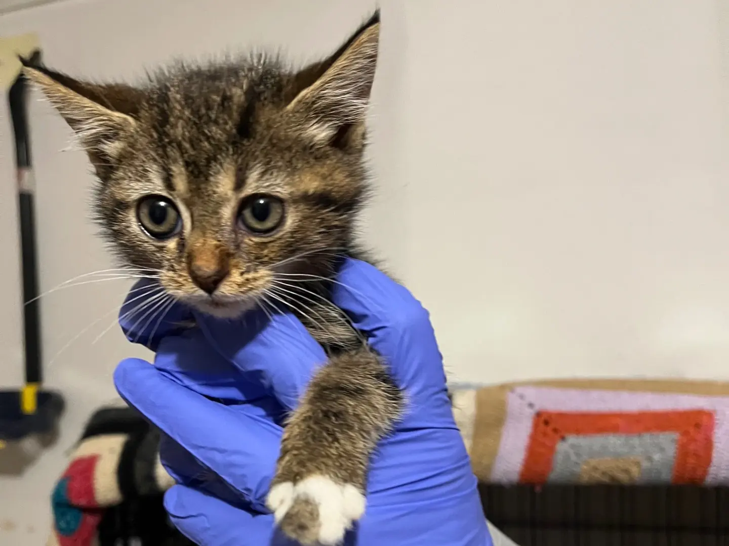 Adotta un gatto, taglia non valida, femmina, Padova