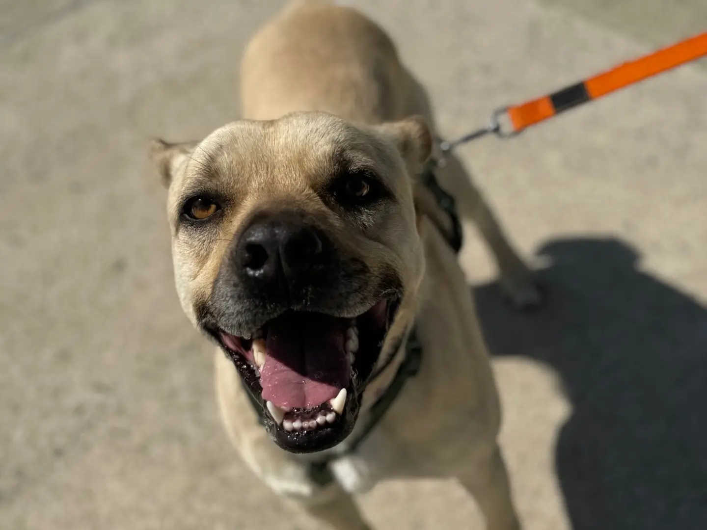 Adotta un cane, maschio, 6 anni e 5 mesi, Napoli