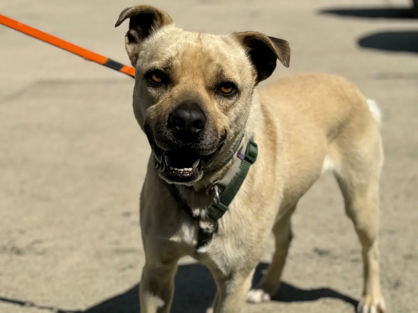 Adotta il cane Chicco a Napoli