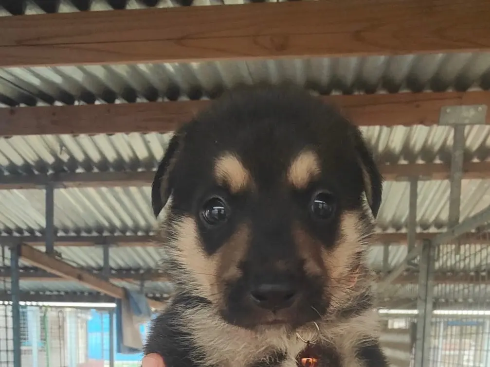 Adozione cane, maschio, Razza sconosciuta Razza sconosciuta, 2 mesi, taglia grande, Vibo