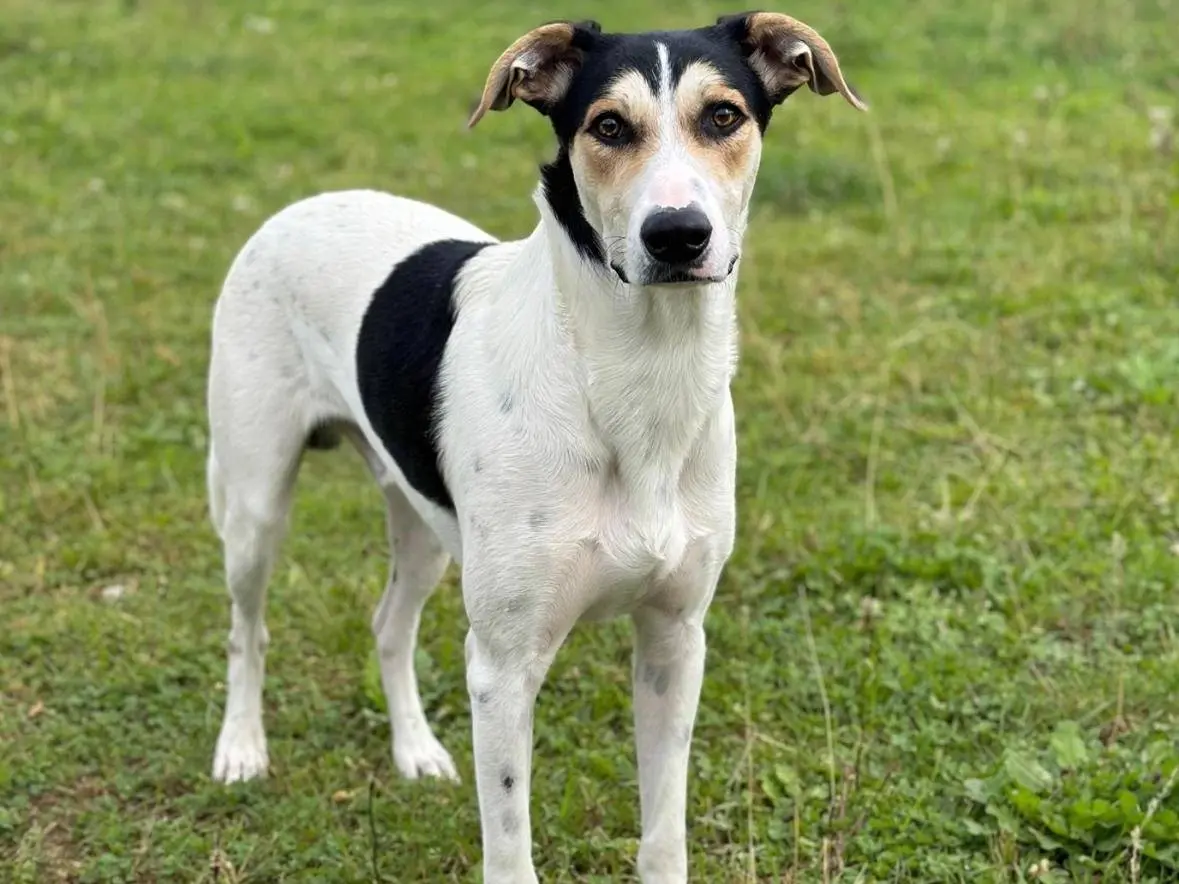 Adozione cane, maschio, Razza sconosciuta Razza sconosciuta, 1 anno, taglia grande, Siracusa