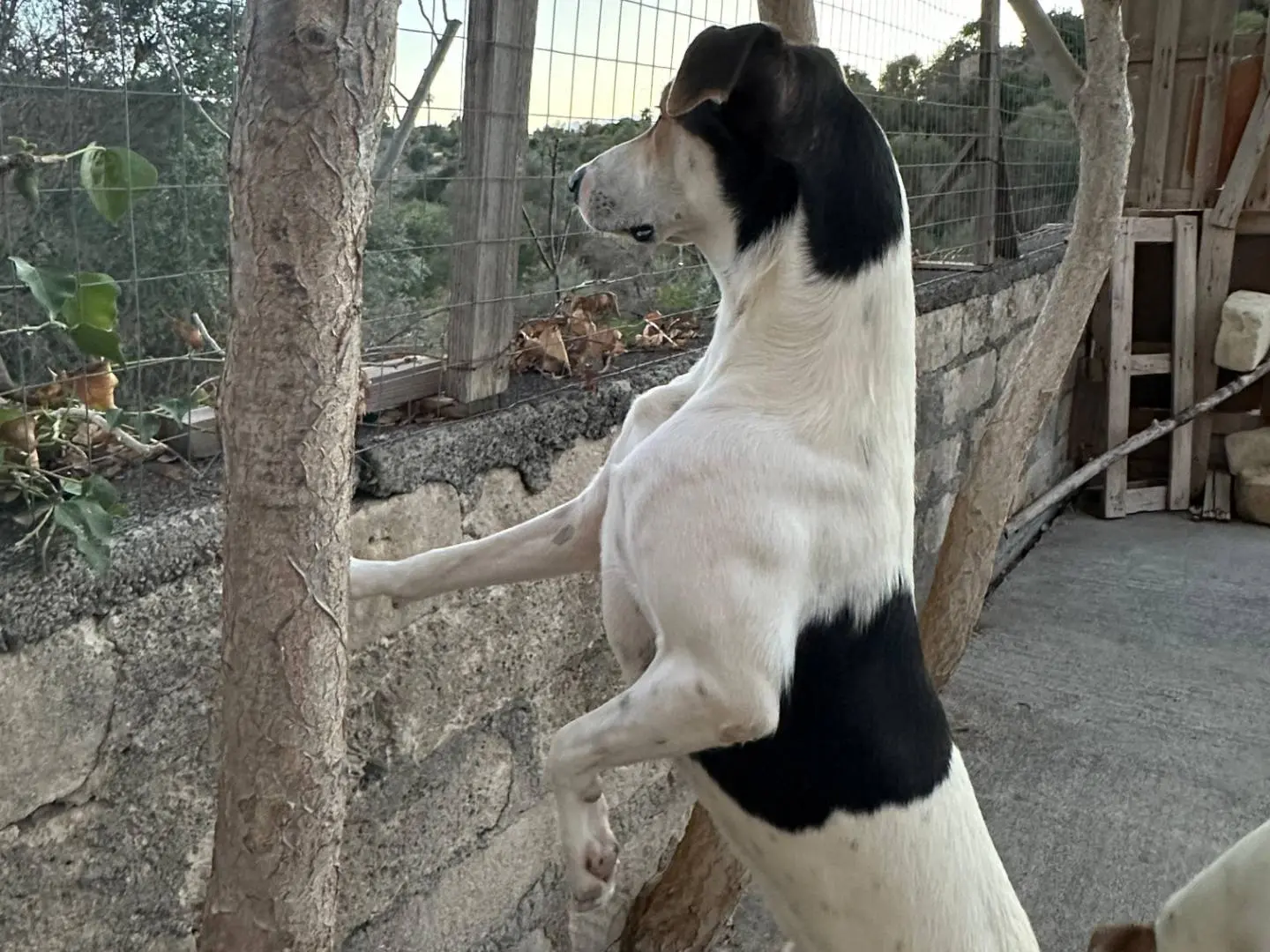 Adotta un cane, maschio, 1 anno, Siracusa