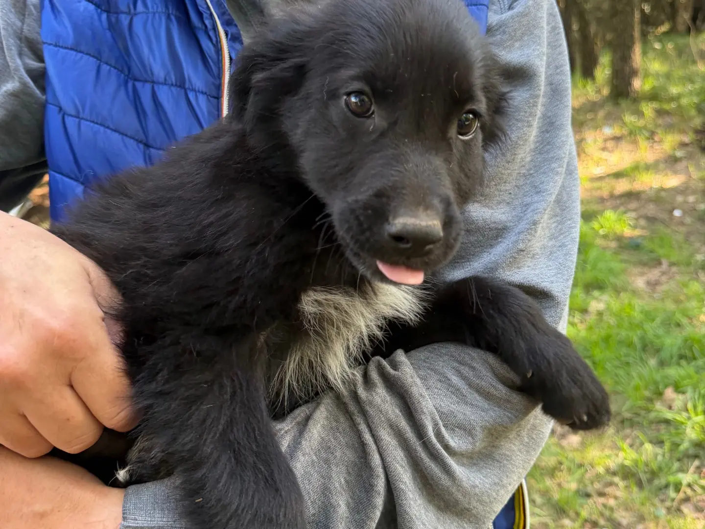 Adotta il cane Astrid a Catanzaro