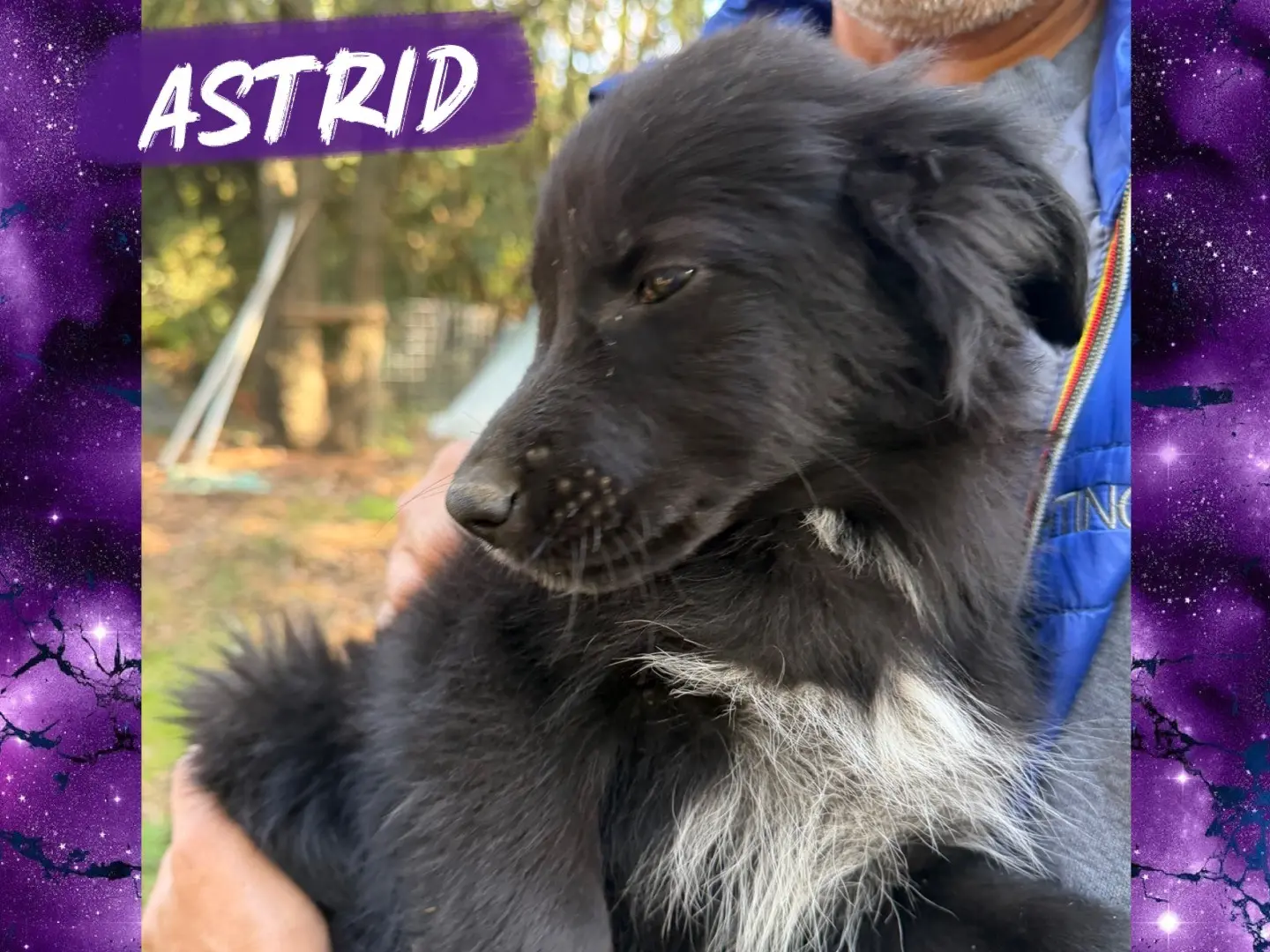 Adozione cane, femmina, Razza sconosciuta Razza sconosciuta, 3 mesi, taglia media, Catanzaro