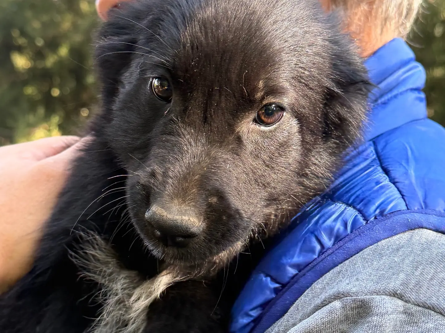 Adotta un cane, taglia media, femmina, Catanzaro