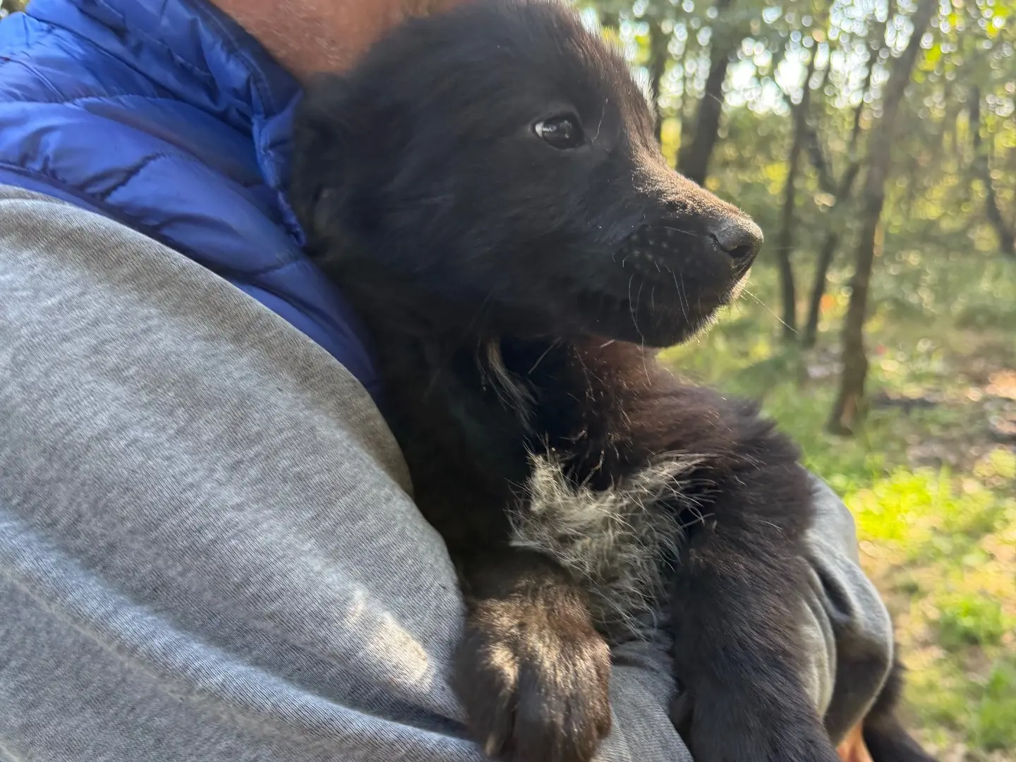 Vuoi adottare un cane a Catanzaro?