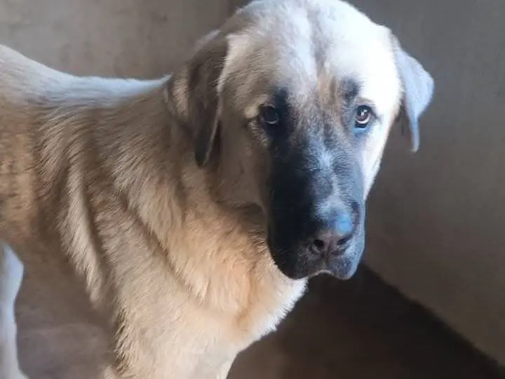 Adozione cane, maschio, Razza sconosciuta Razza sconosciuta, 1 anno, taglia grande, Avellino