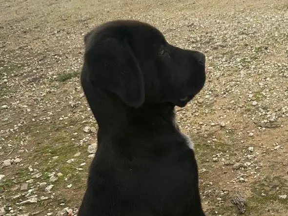 Adozione cane, femmina, Razza sconosciuta Razza sconosciuta, 1 anno e 2 mesi, taglia media, Caltanissetta