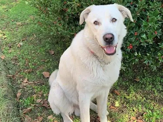 Vuoi adottare un cane a Caserta?