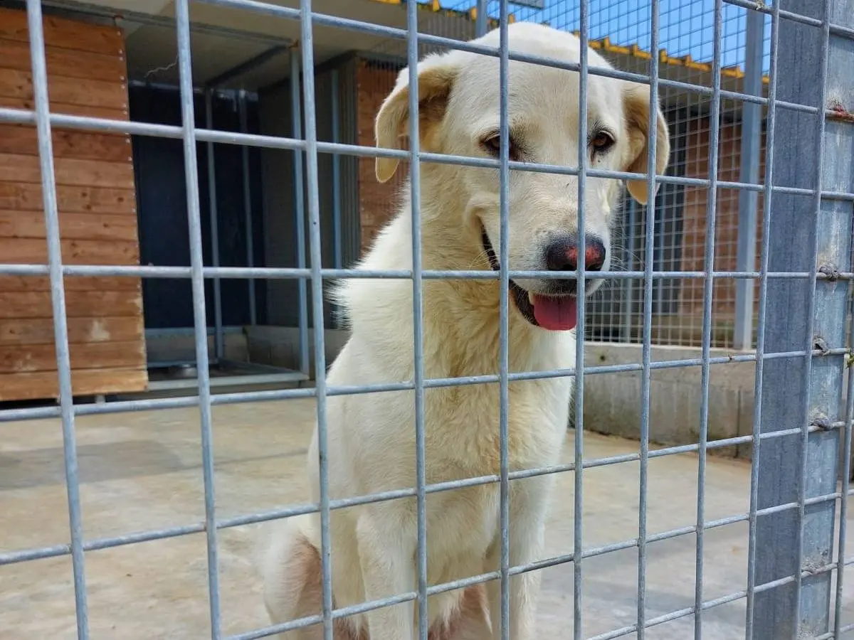 Adotta il cane Orso a Caserta