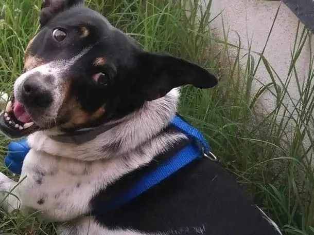 Adotta un cane, maschio, 11 anni e 1 mese, Benevento