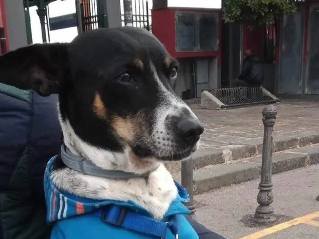 Adozione cane, maschio, meticcio, 11 anni e 1 mese, taglia media contenuta, Benevento
