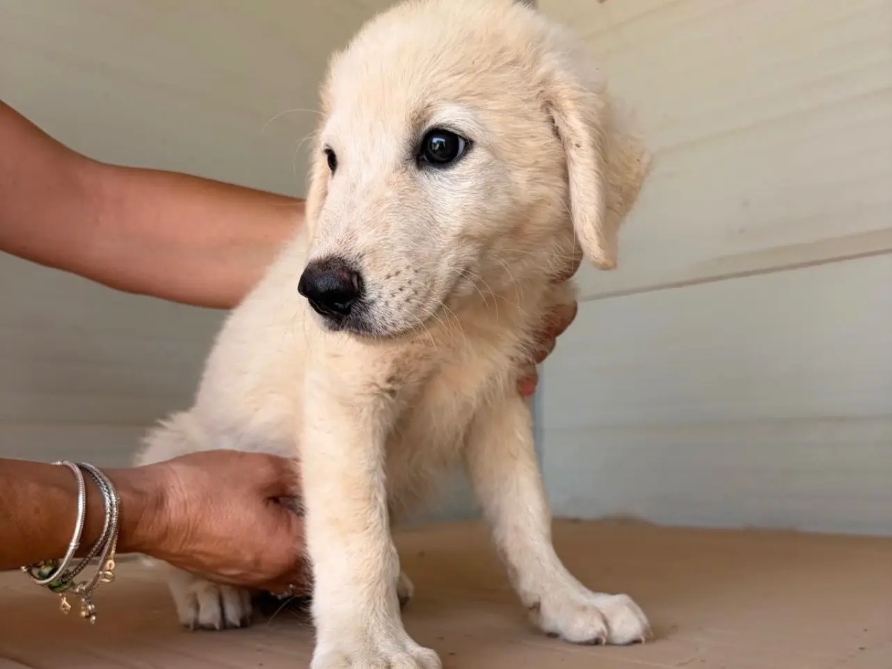 Adozione cane, maschio, Razza sconosciuta Razza sconosciuta, 4 mesi, taglia media, Taranto