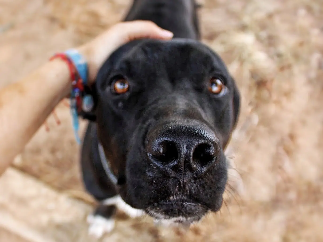 Vuoi adottare un cane a Crotone?