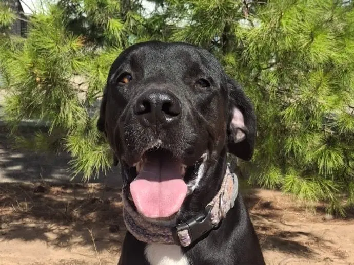Adotta il cane Benny a Crotone