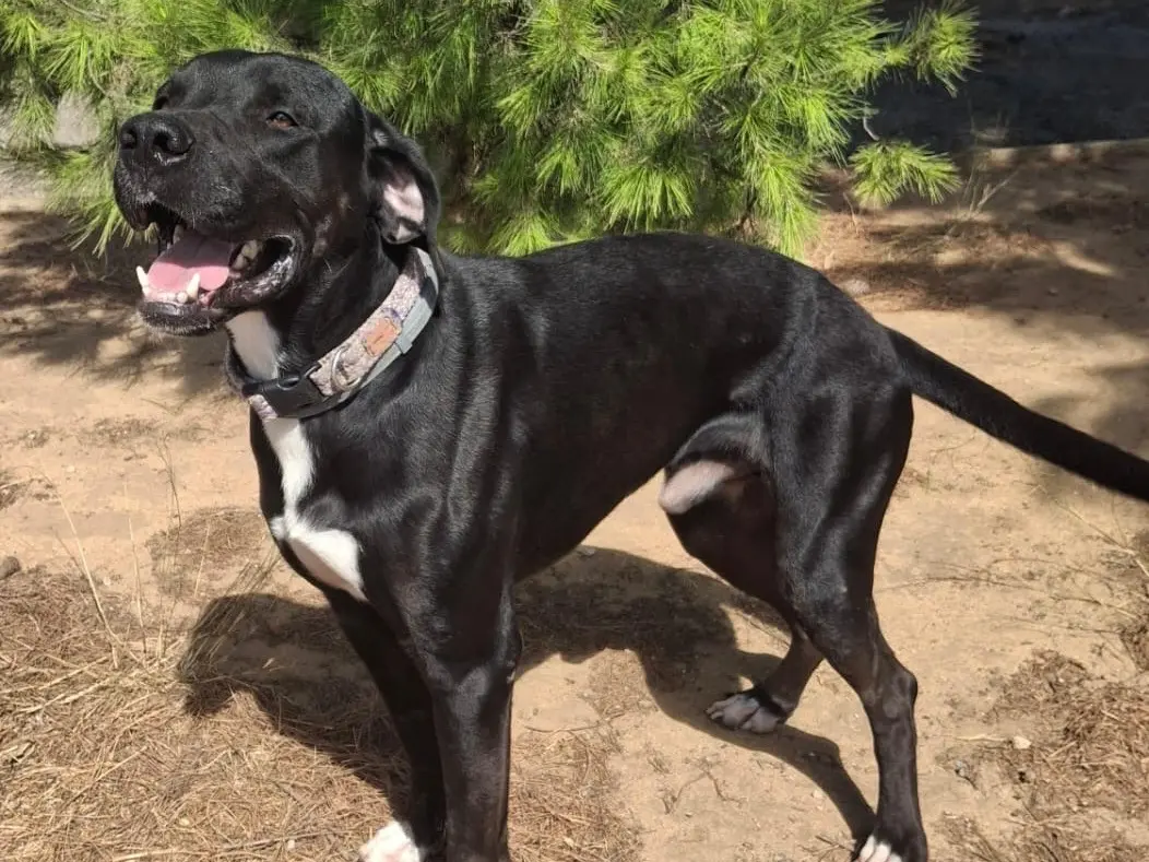 Adotta un cane, taglia media, maschio, Crotone