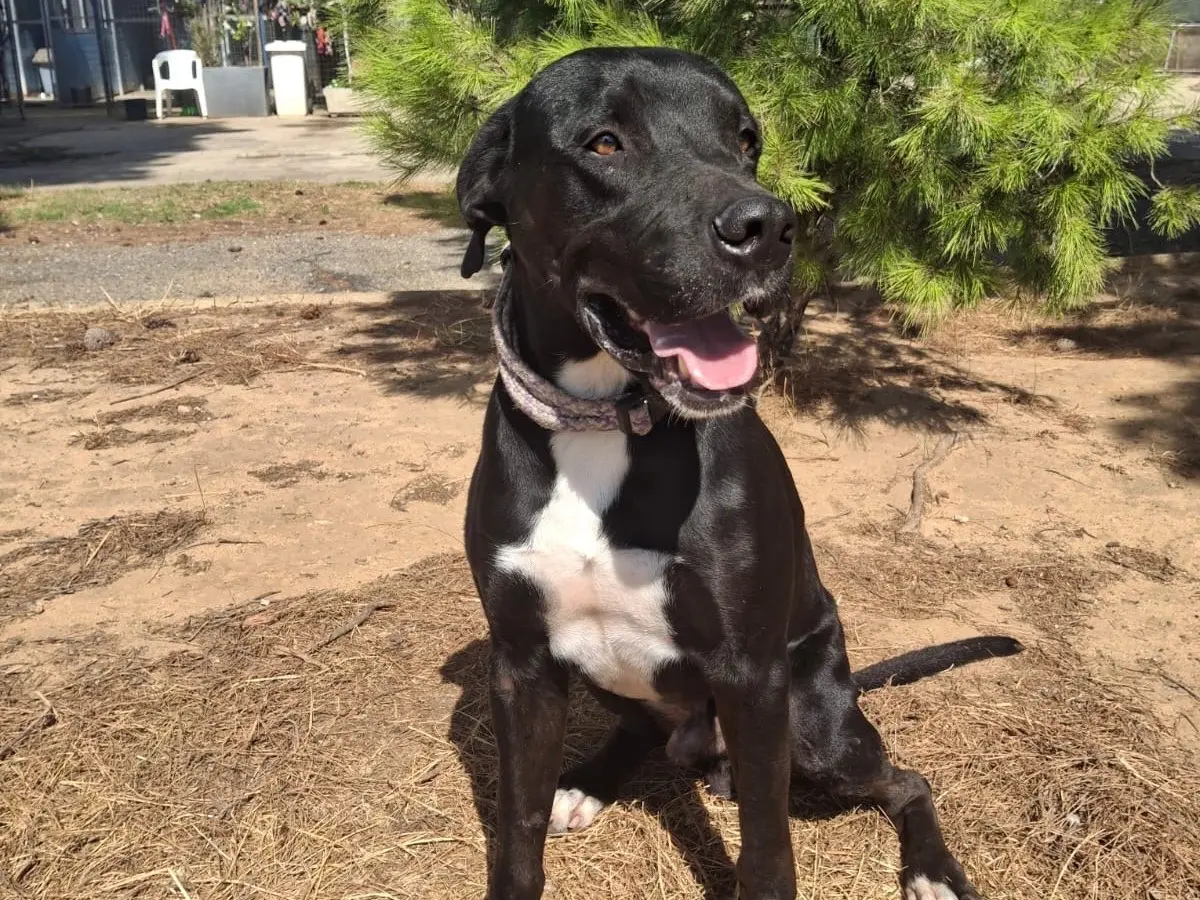 Adotta un cane, maschio, 3 anni, Crotone