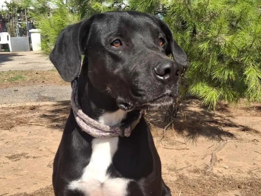 Adozione cane, maschio, Razza sconosciuta Razza sconosciuta, 3 anni, taglia media, Crotone