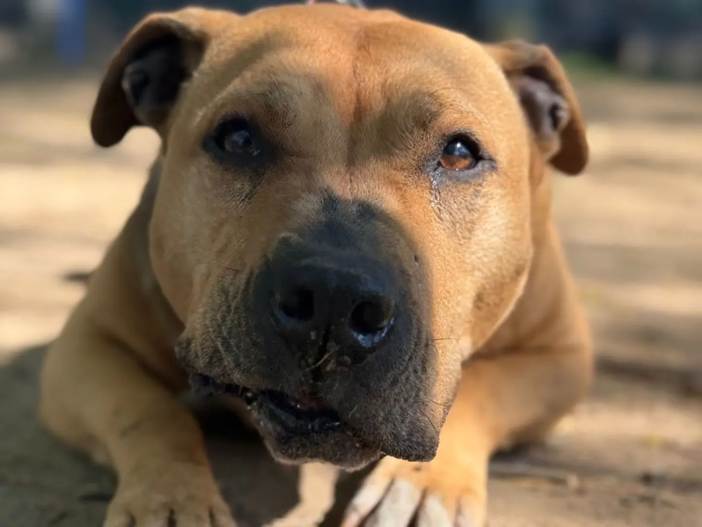 Adotta un cane, taglia media, femmina, Milano