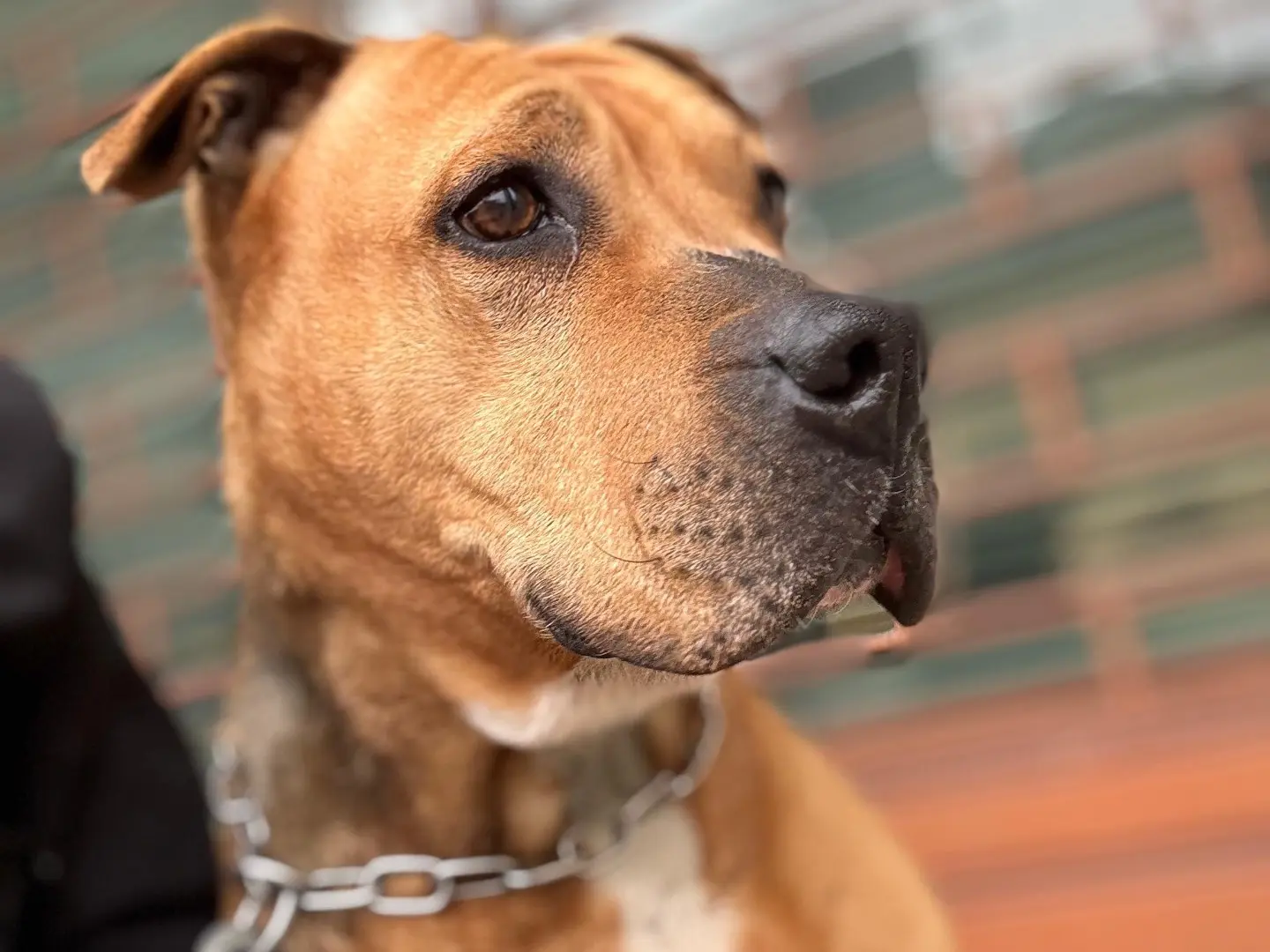 Adotta un cane, femmina, 9 anni e 9 mesi, Milano