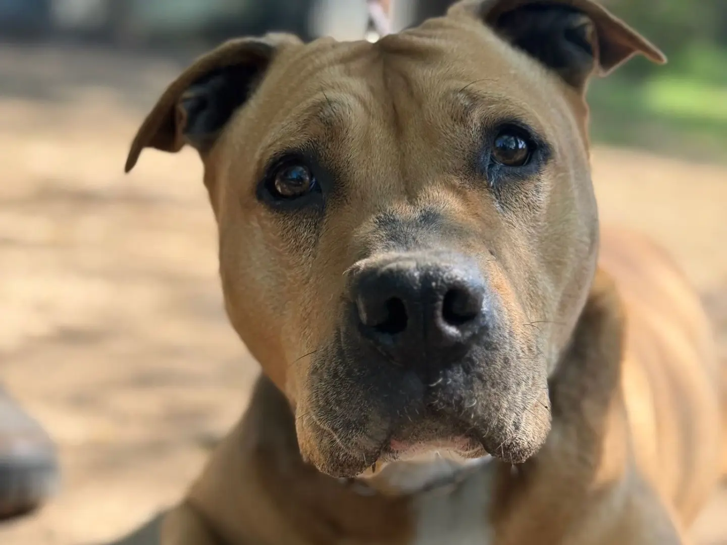 Adozione cane, femmina, Amstaff Razza sconosciuta, 9 anni e 9 mesi, taglia media, Milano