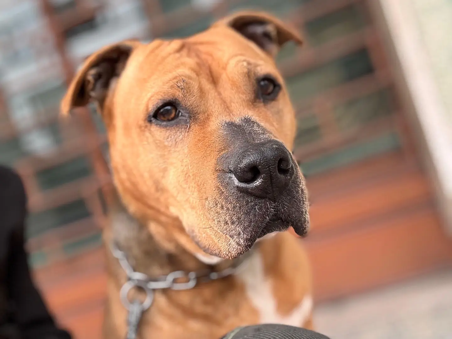 Adotta il cane Cayenne a Milano