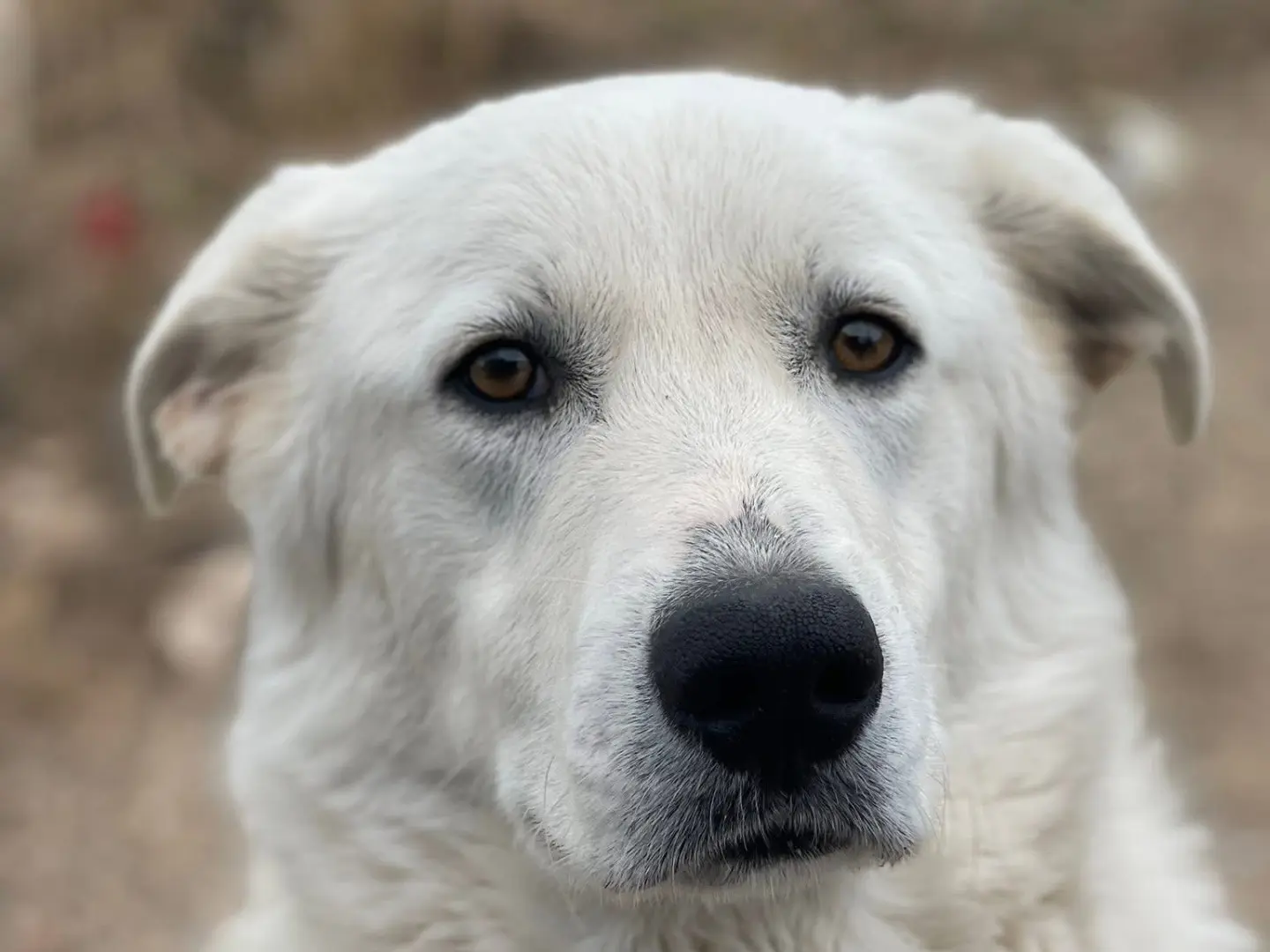 Adozione cane, maschio, Golden Retriever Pastore maremmano, 1 anno e 1 mese, taglia grande, Ferrara