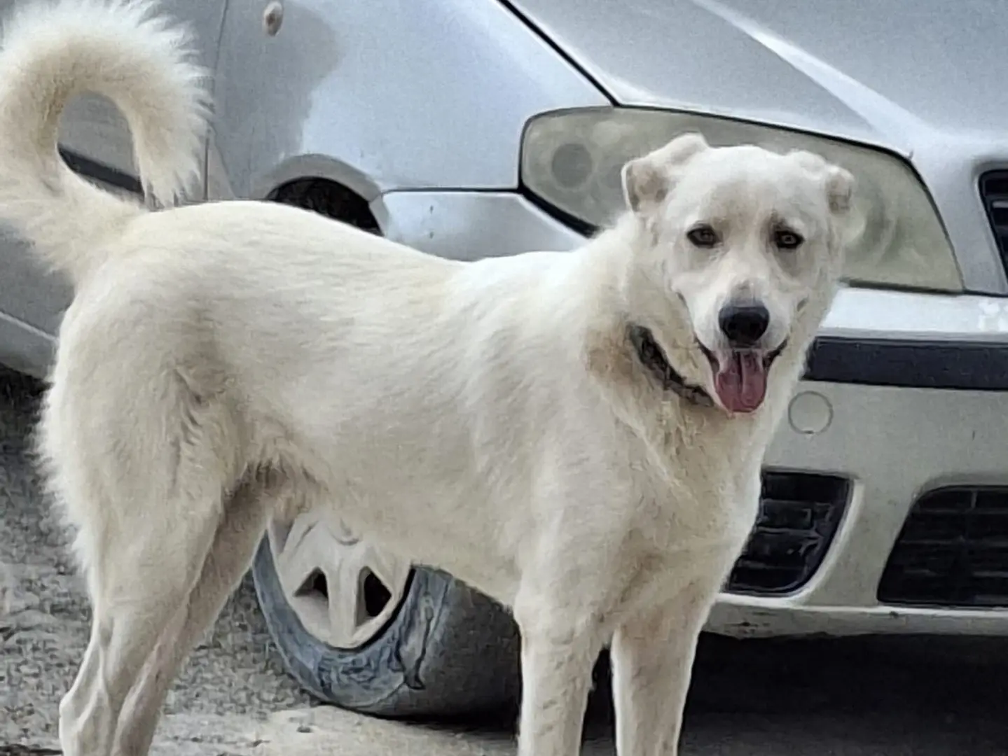 Adotta un cane, maschio, 1 anno e 1 mese, Ferrara