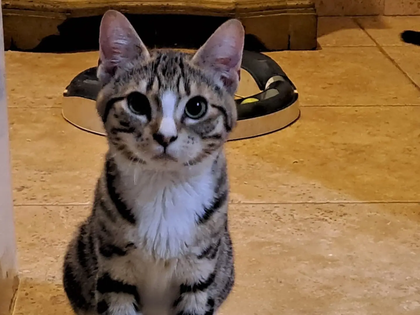 Adotta un gatto, maschio, 1 anno, Latina