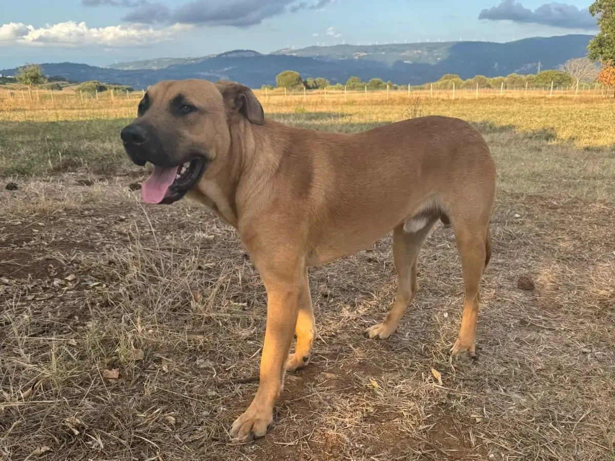 Adotta un cane, maschio, 1 anno, Vibo