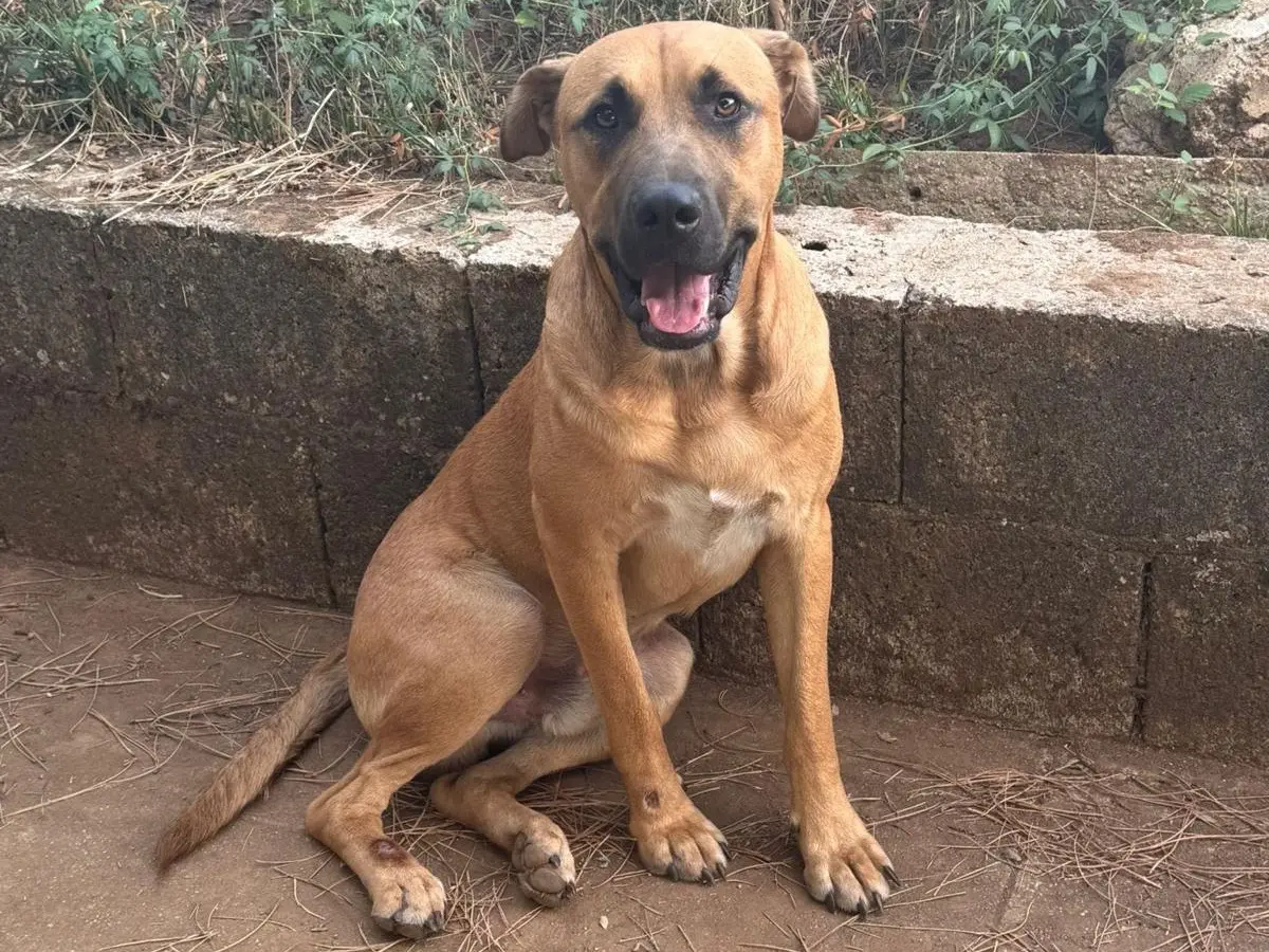 Adozione cane, maschio, Razza sconosciuta Razza sconosciuta, 1 anno, taglia grande, Vibo