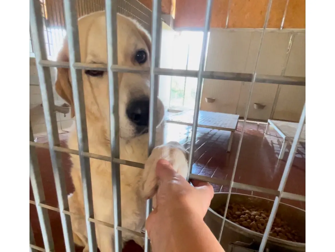 Adotta un cane, maschio, 5 anni e 9 mesi, Bologna