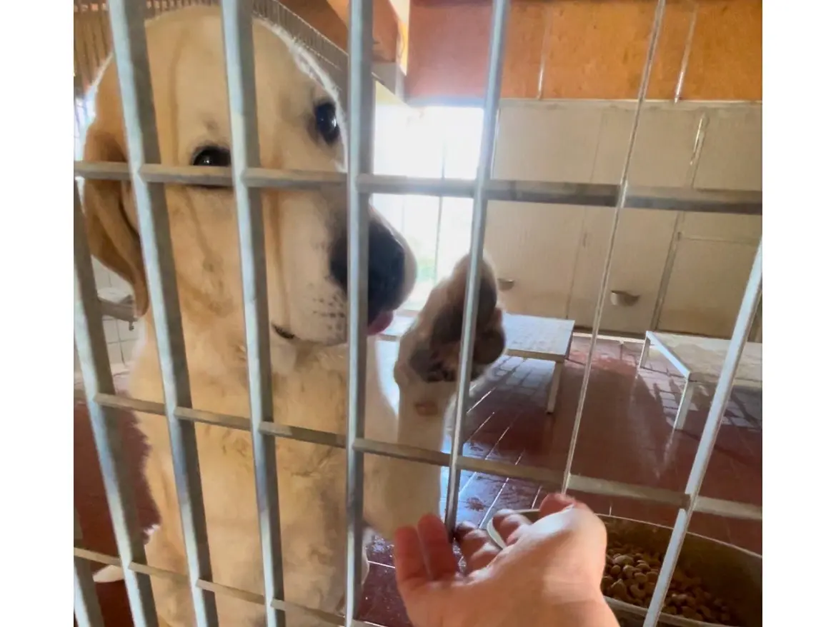 Adotta un cane, taglia grande, maschio, Bologna