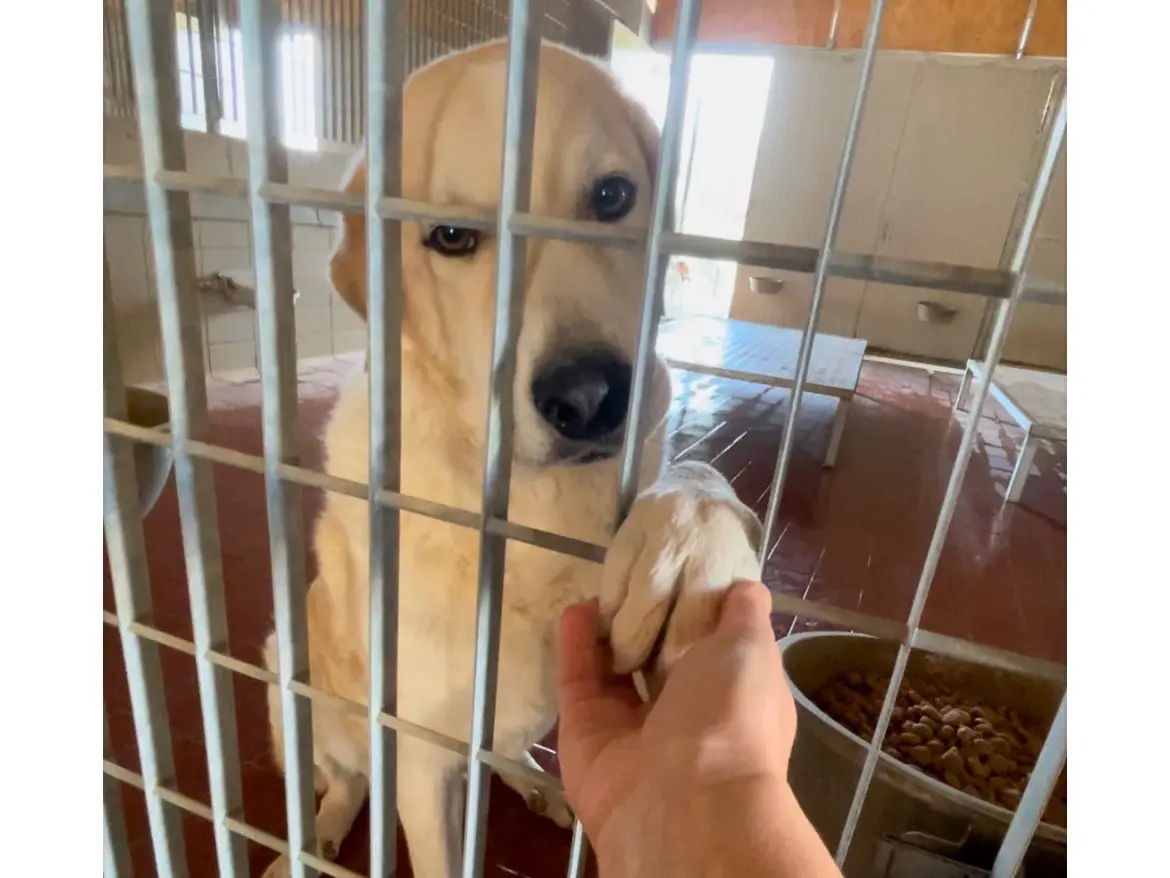 Adozione cane, maschio, Labrador Retriever Razza sconosciuta, 5 anni e 9 mesi, taglia grande, Bologna