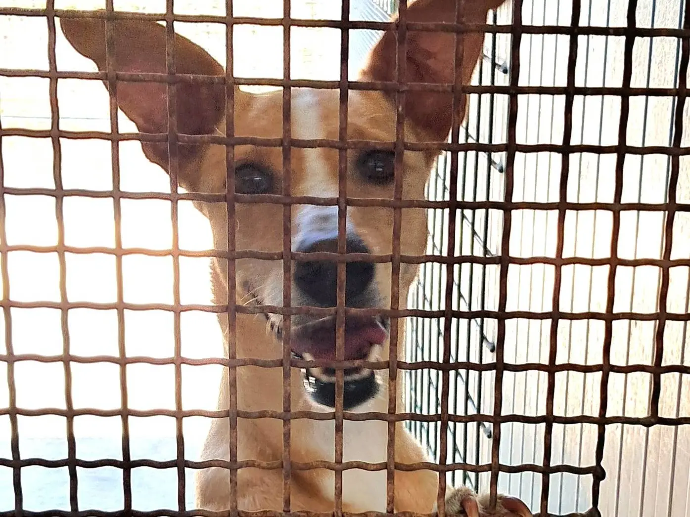 Adotta il cane Dudù a Agrigento