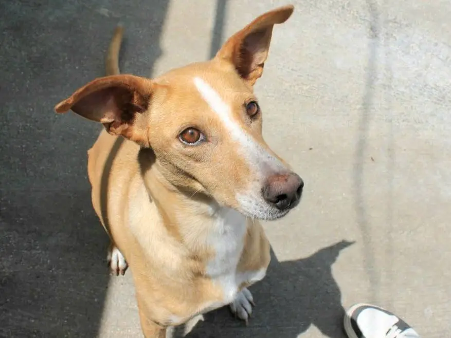 Adozione cane, femmina, Razza sconosciuta Razza sconosciuta, 9 anni e 4 mesi, taglia media, Agrigento