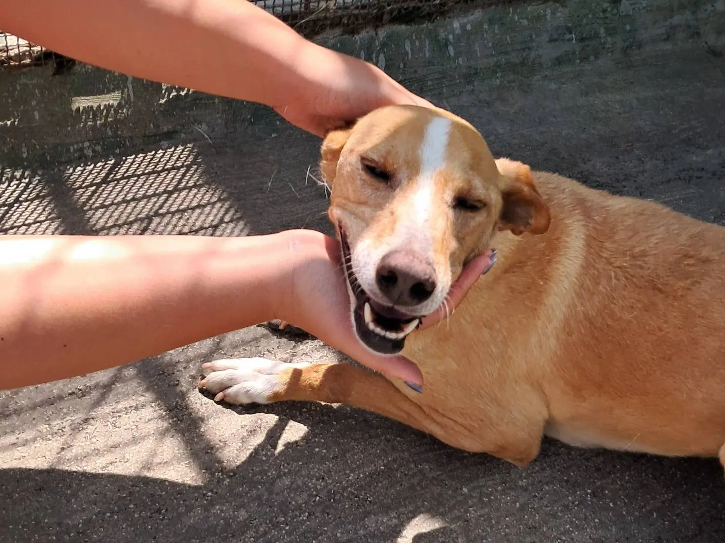Adotta un cane, femmina, 9 anni e 4 mesi, Agrigento