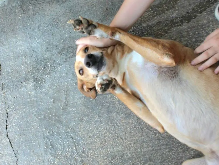 Adotta un cane, taglia media, femmina, Agrigento
