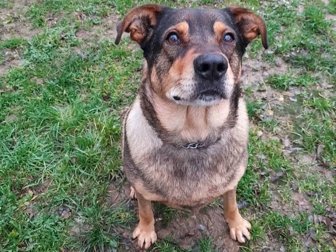Adozione cane, maschio, Razza sconosciuta Razza sconosciuta, 8 anni e 11 mesi, taglia gigante, Novara