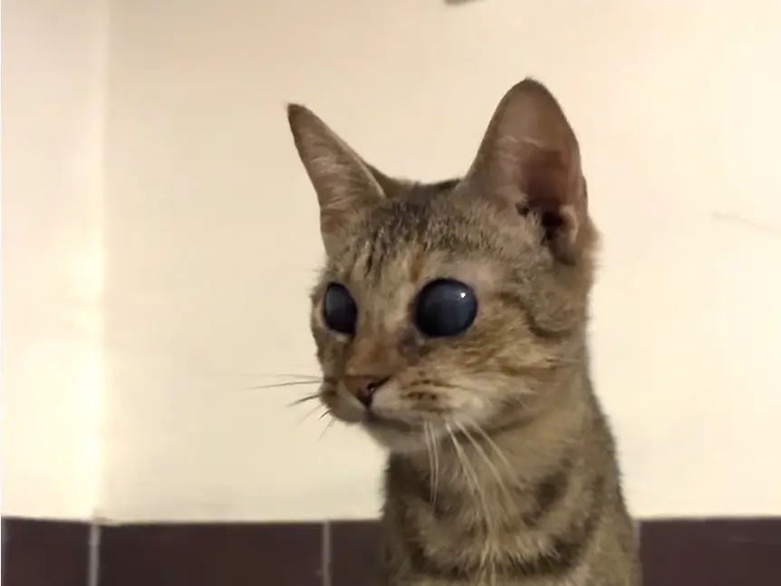 Adozione gatto, femmina, Razza sconosciuta Razza sconosciuta, 1 anno e 5 mesi, taglia non valida, Torino