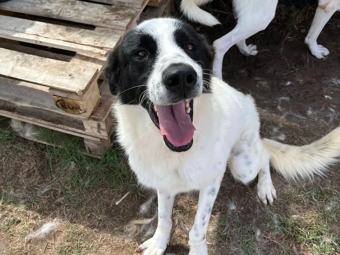 Adotta un cane, maschio, 3 anni e 7 mesi, Latina