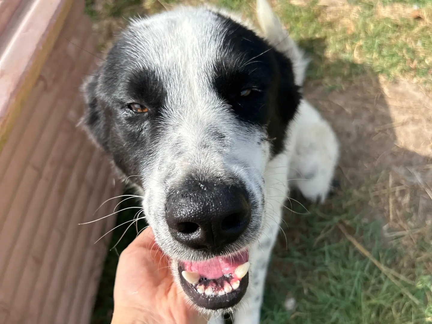 Adotta il cane Buffalo a Latina