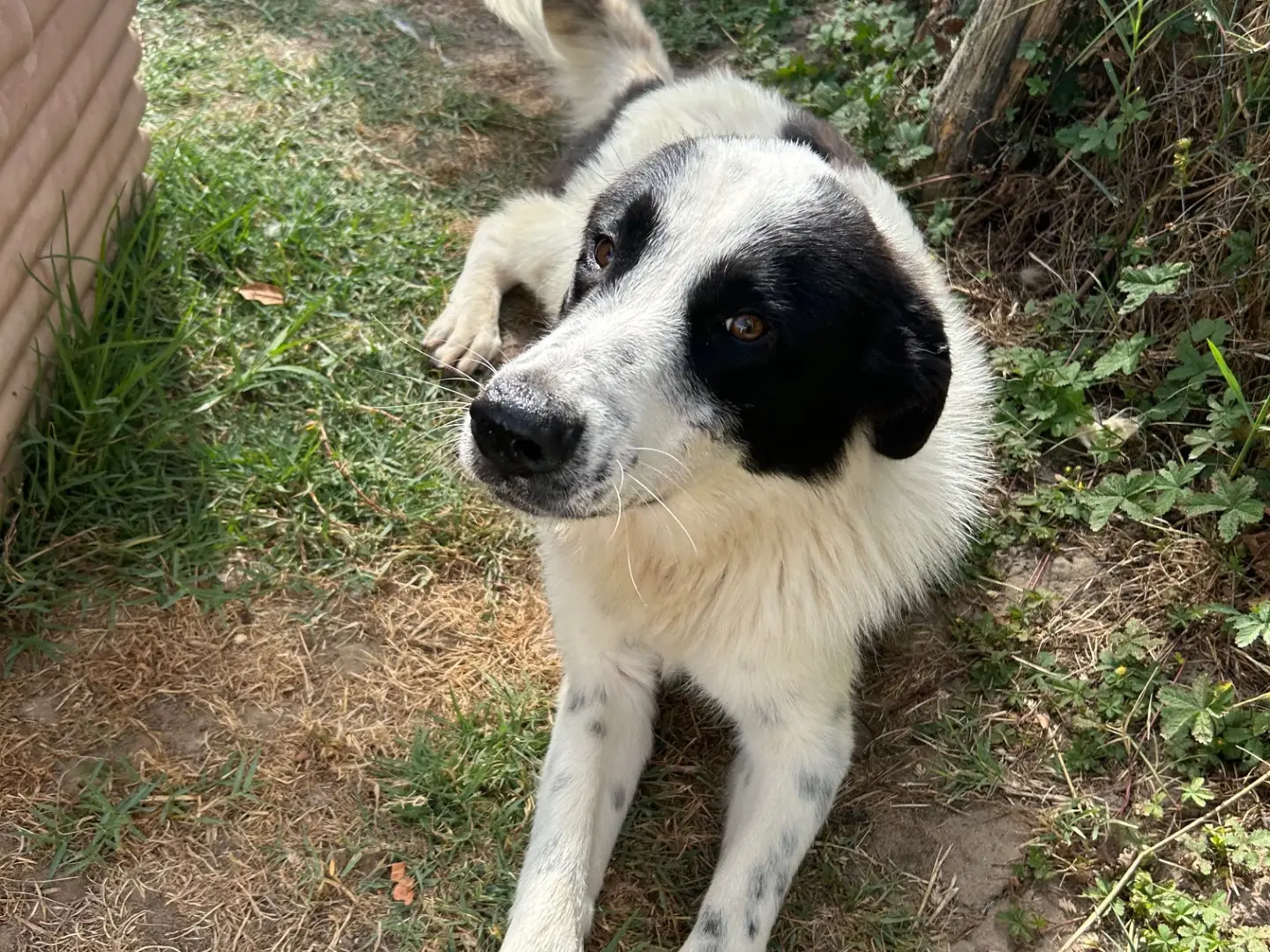 Vuoi adottare un cane a Latina?