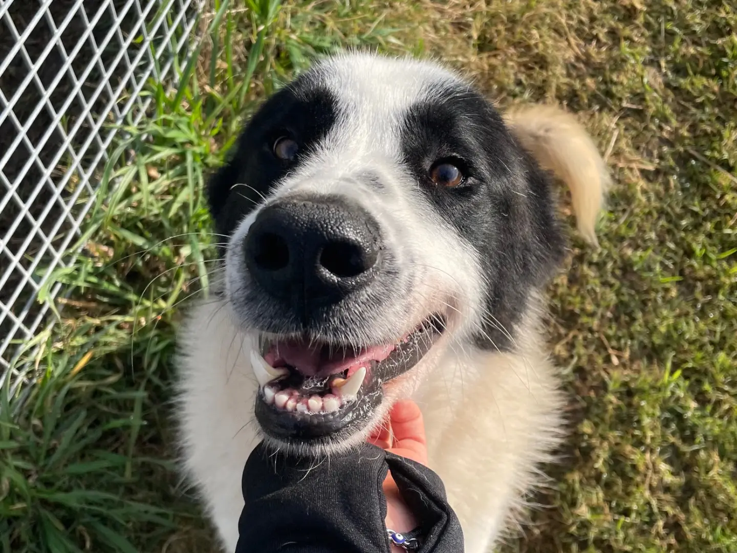 Adozione cane, maschio, Razza sconosciuta Razza sconosciuta, 3 anni e 7 mesi, taglia media, Latina