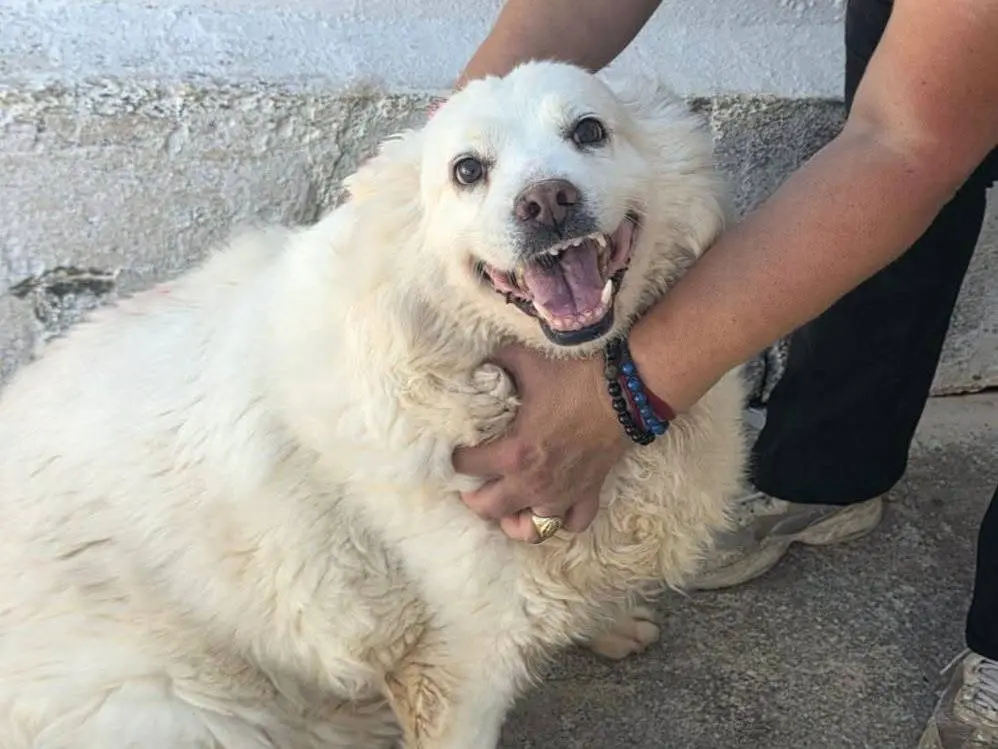 Adozione cane, femmina, Razza sconosciuta Razza sconosciuta, 9 anni e 4 mesi, taglia media contenuta, Crotone