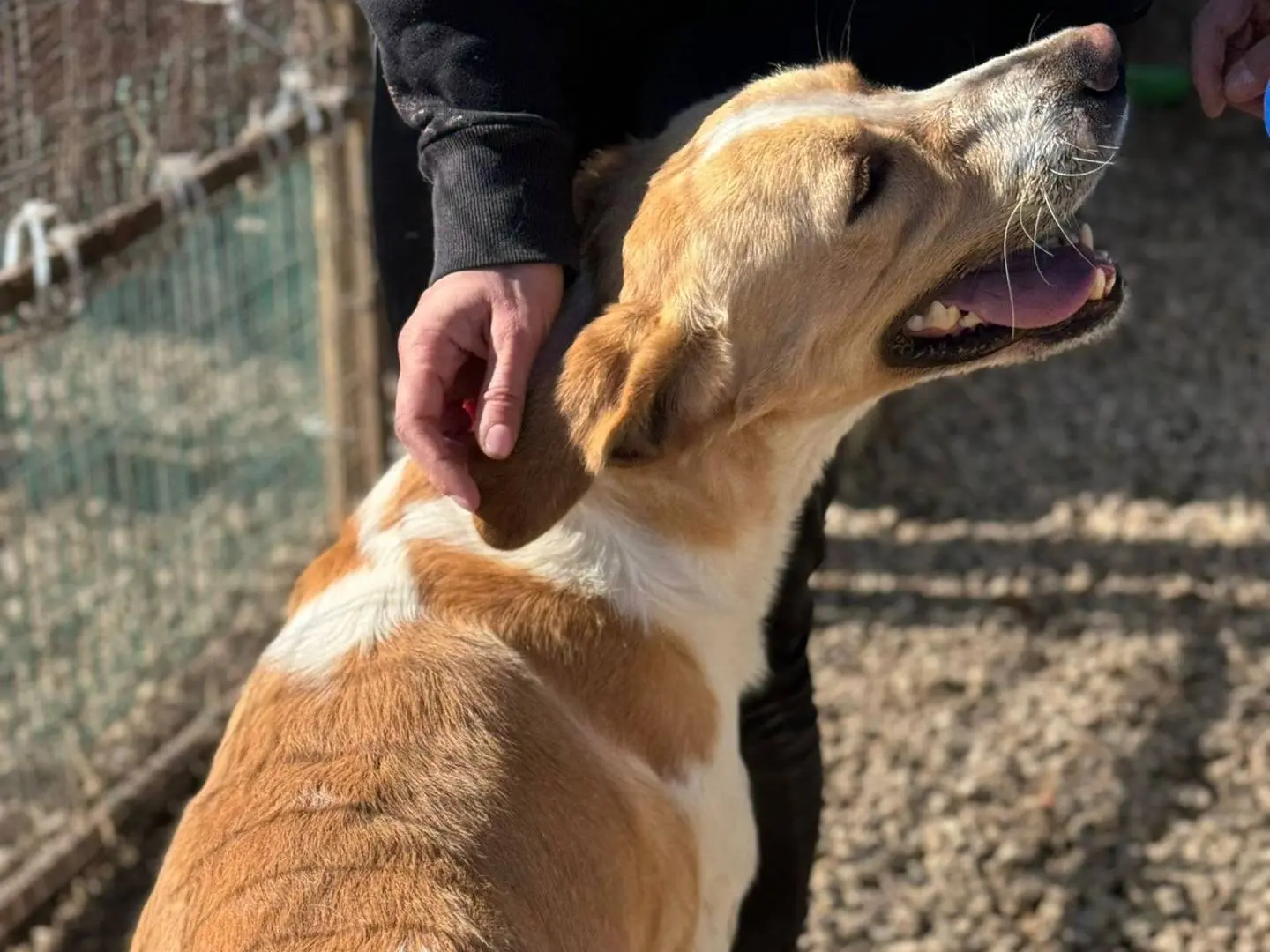 Adotta un cane, maschio, 2 anni e 7 mesi, Taranto