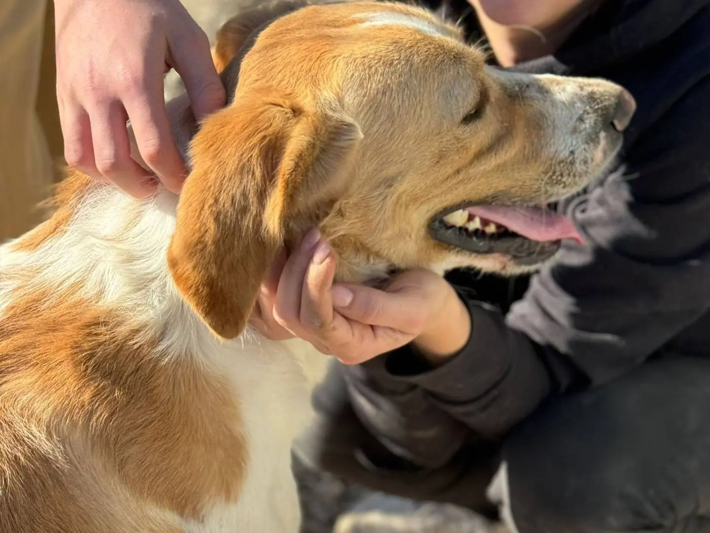 Adotta un cane, taglia media, maschio, Taranto