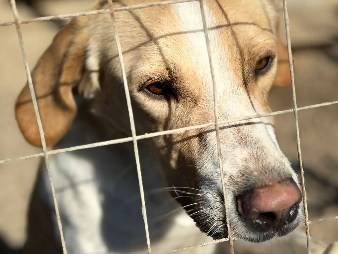 Vuoi adottare un cane a Taranto?