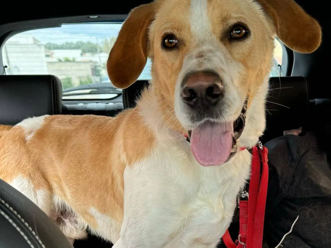 Adozione cane, maschio, Razza sconosciuta Razza sconosciuta, 2 anni e 7 mesi, taglia media, Taranto